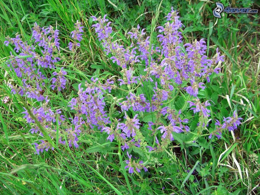 La esclárea, flores de coolor violeta, hierba