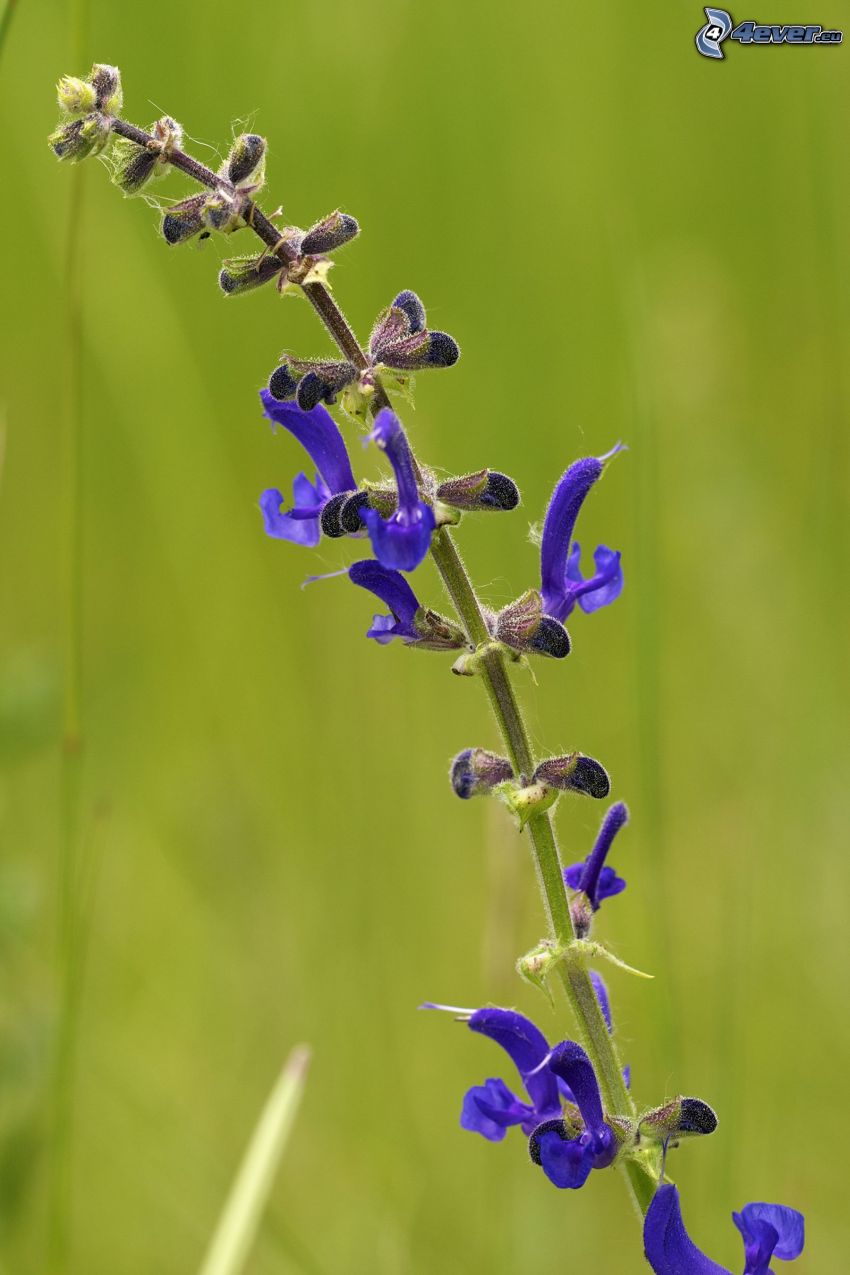 La esclárea, flores de coolor violeta