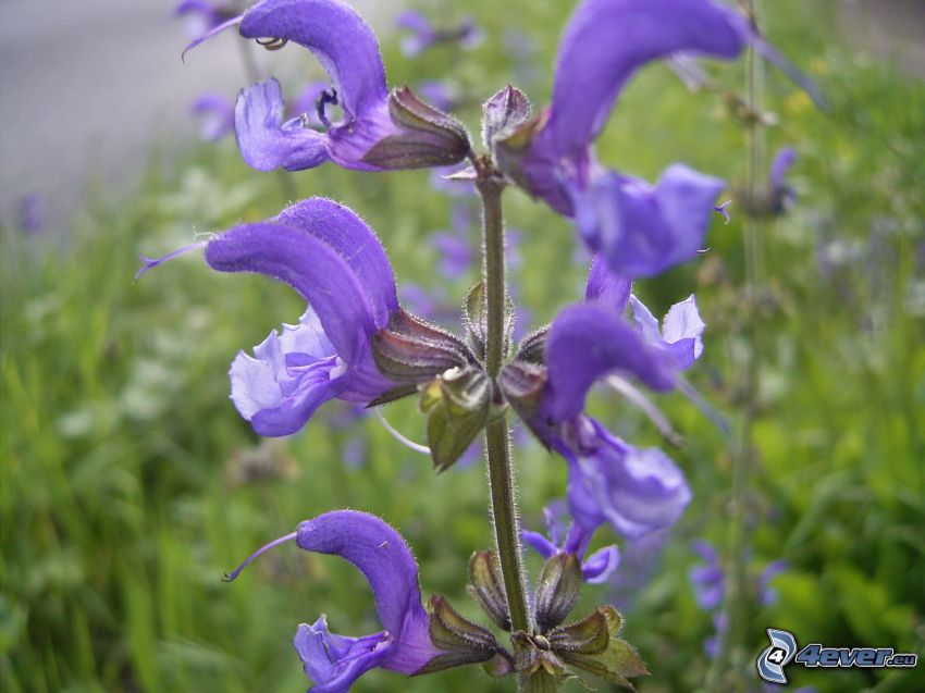 La esclárea, flores de coolor violeta