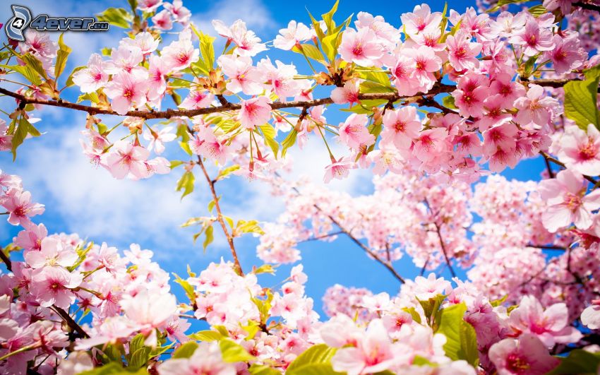 la floración de árboles, flores de color rosa