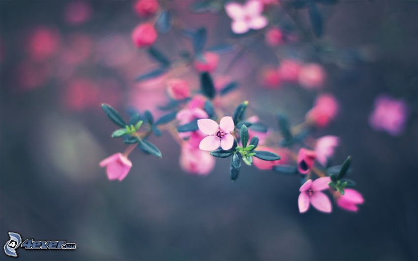 la floración de árboles, flores de color rosa