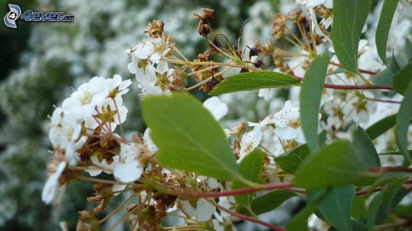 la floración de árboles