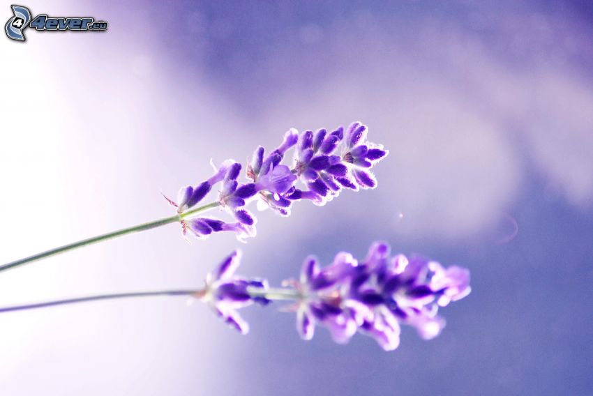 lavanda, flores de coolor violeta