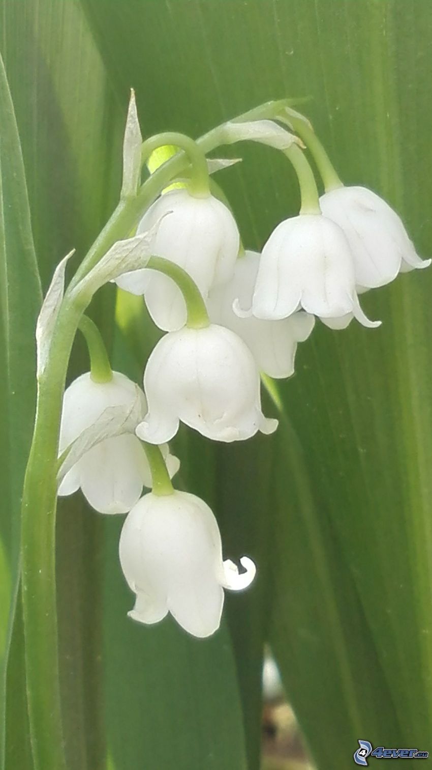 lirio de los valles, flores blancas