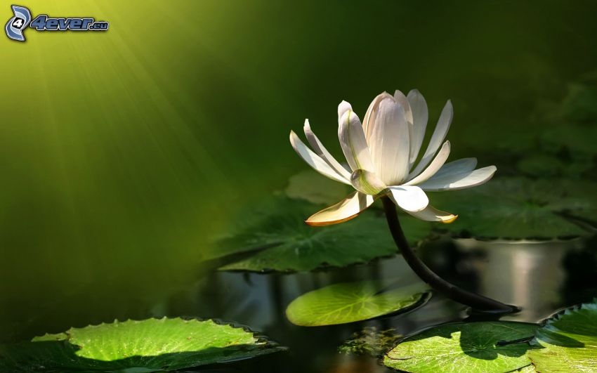 lirios de agua, flor blanca, verde