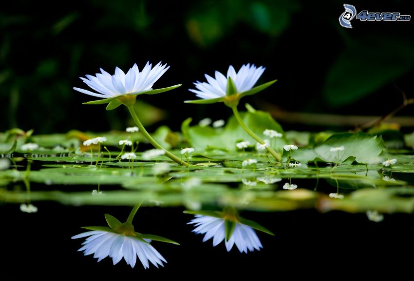 lirios de agua, flores blancas