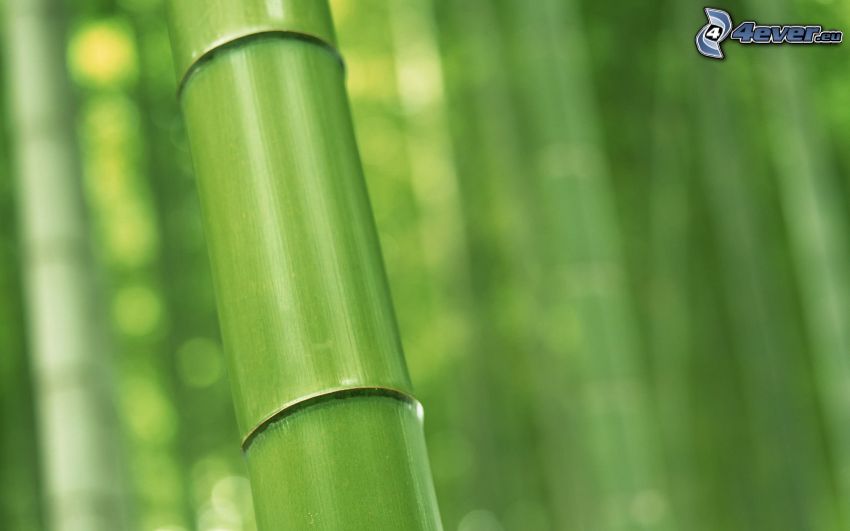madera de bambú