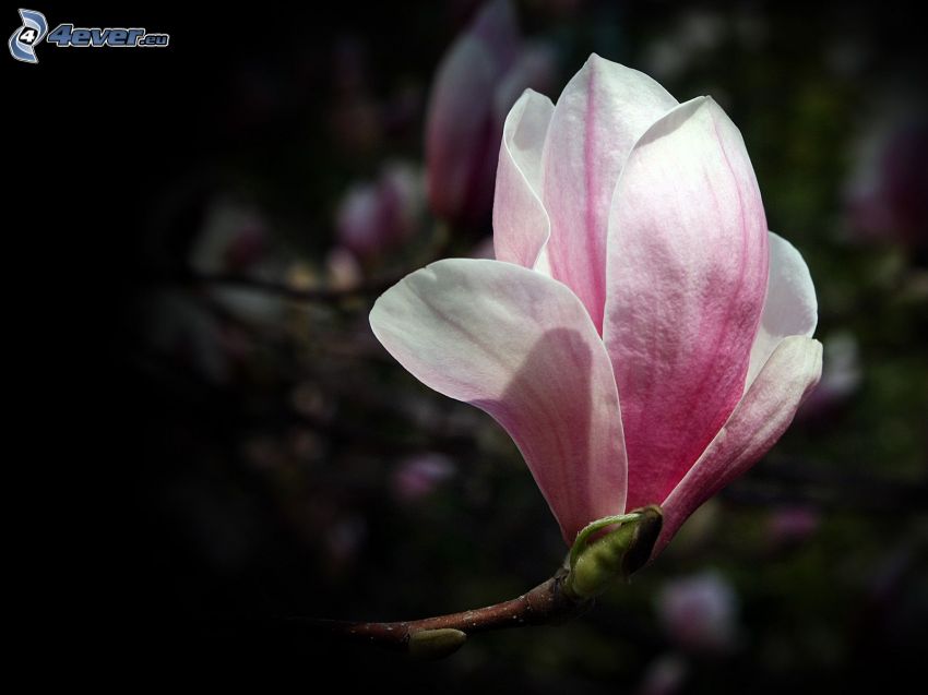 magnolia, flor rosa