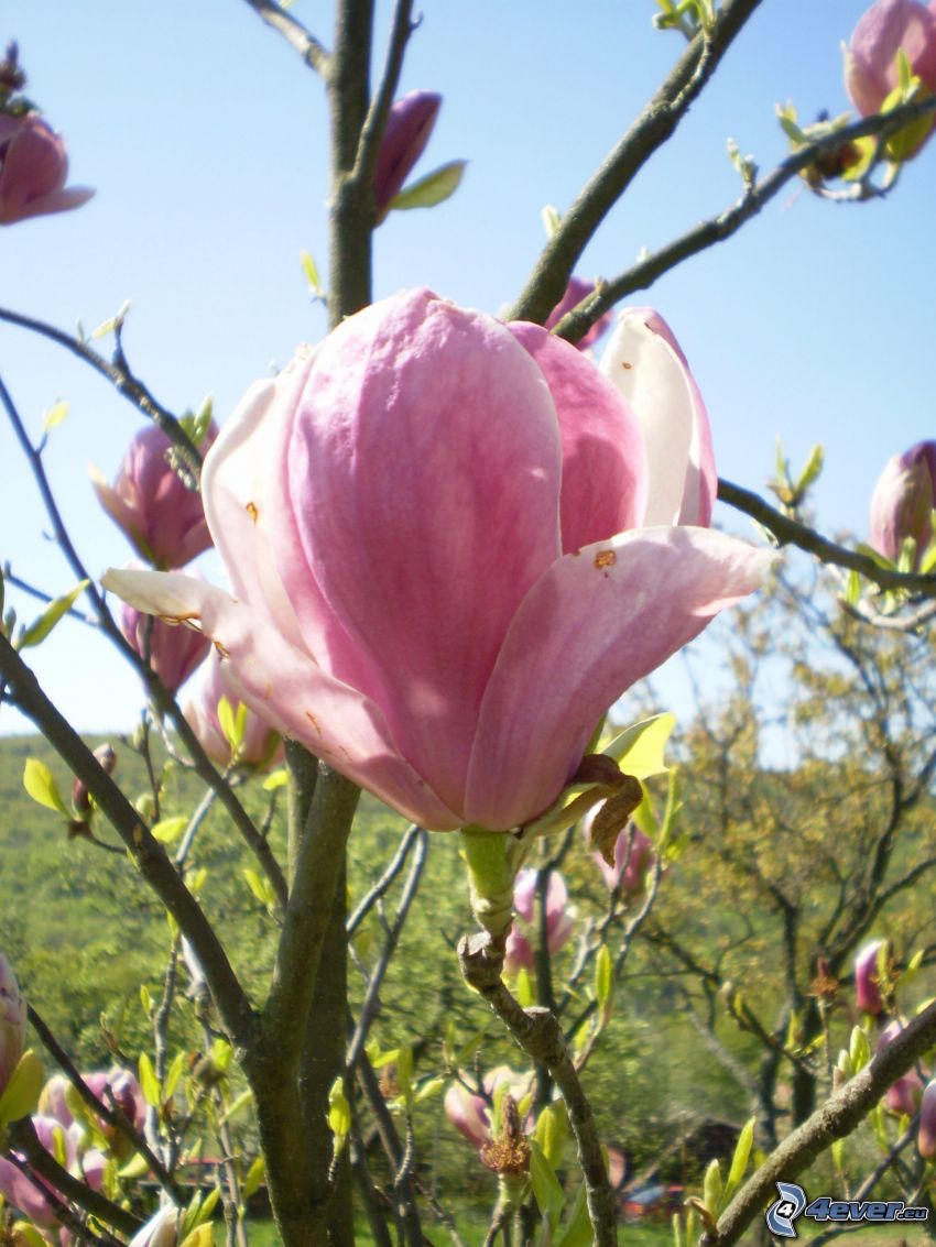 magnolia, flor seca