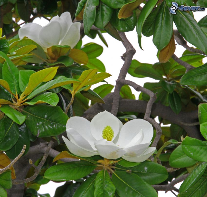 magnolia, flores blancas