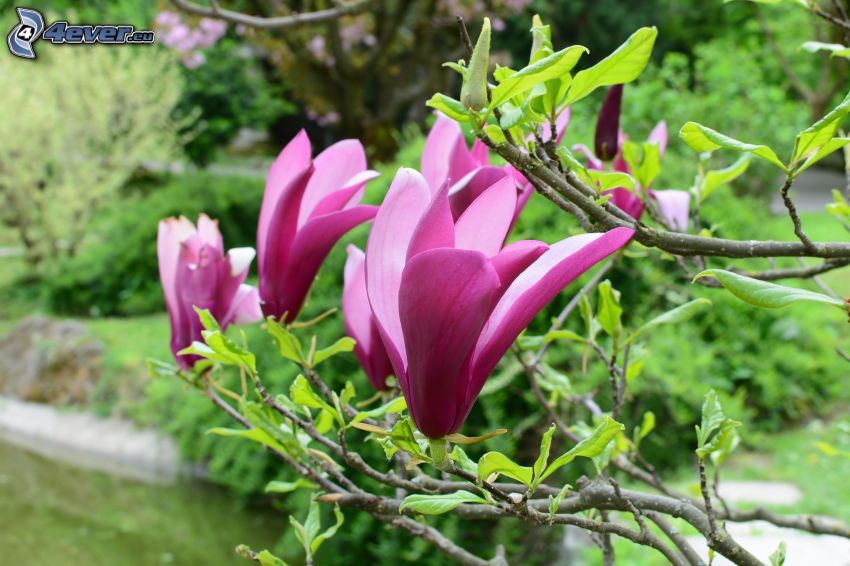 magnolia, flores de color rosa, verde