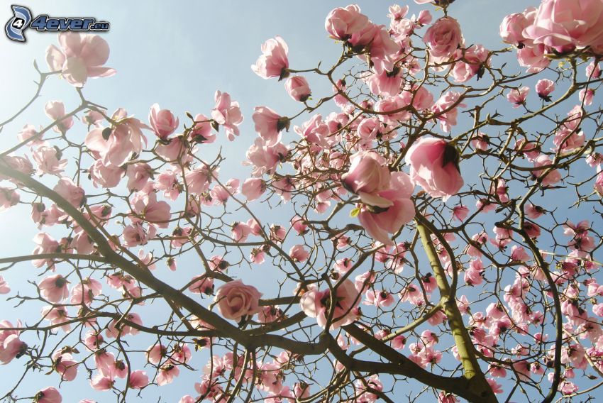 magnolia, flores de color rosa