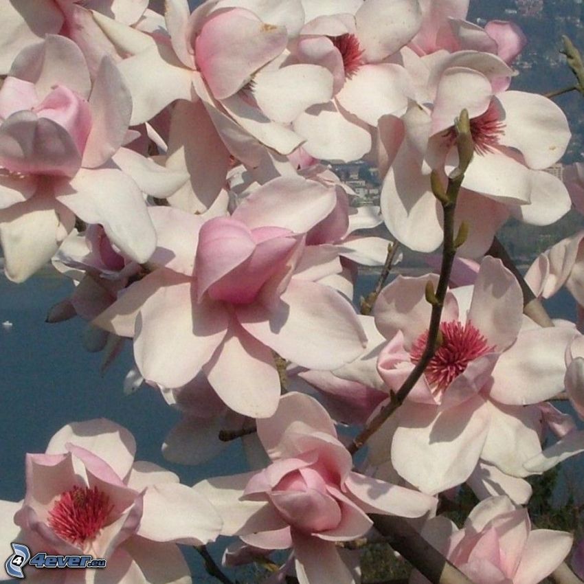 magnolia, flores de color rosa