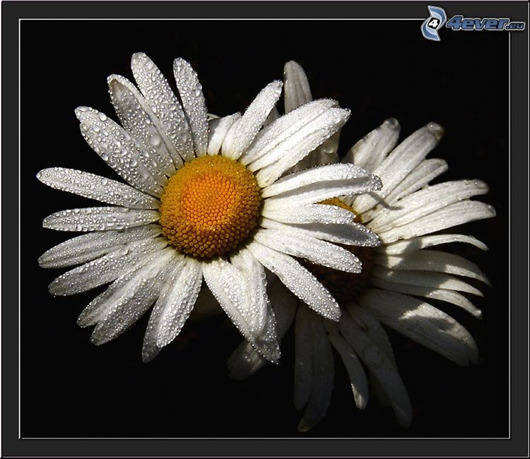 margarita, rocío en la flor, flor blanca