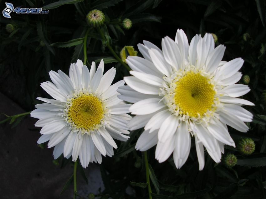 margaritas, flores blancas