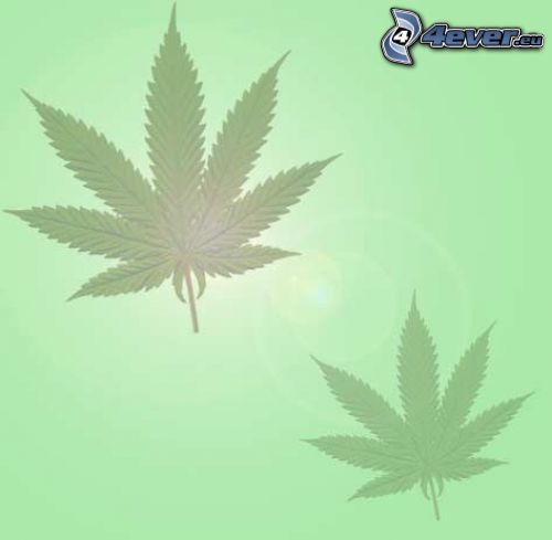 marijuana, hojas