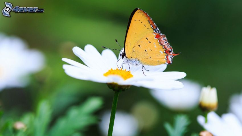 mariposa sobre una flor, margaritas