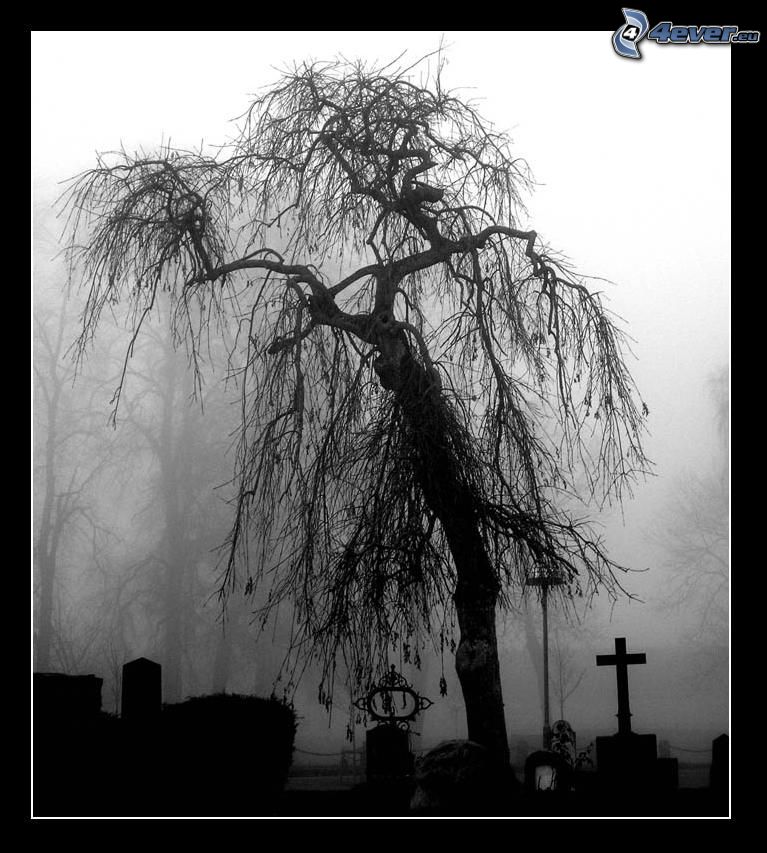 mimbre, niebla, cementerio
