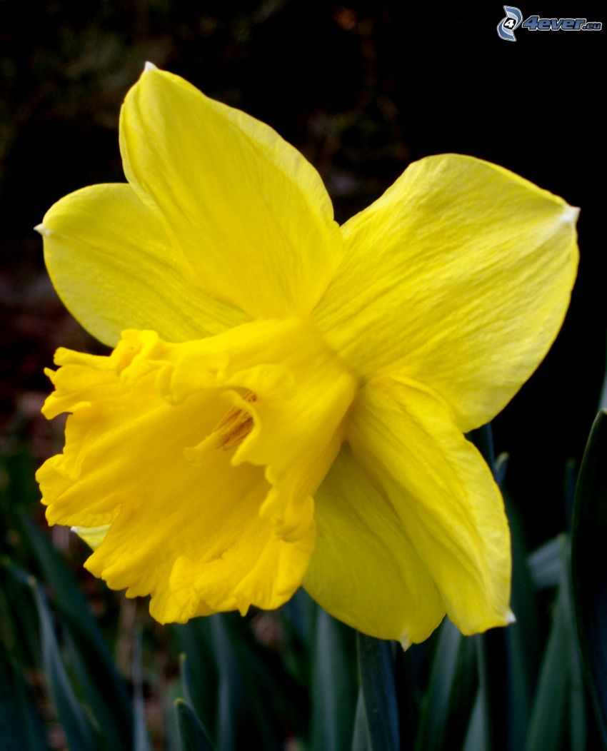 narciso, flor amarilla