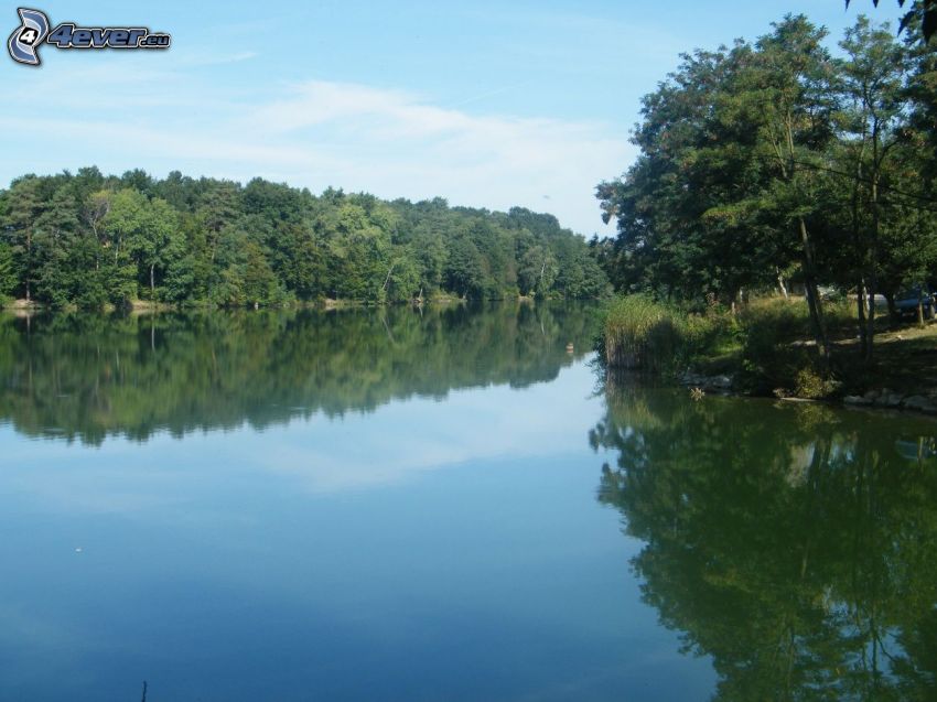 nivel de aguas tranquilas, Lago en el bosque, árboles junto al río