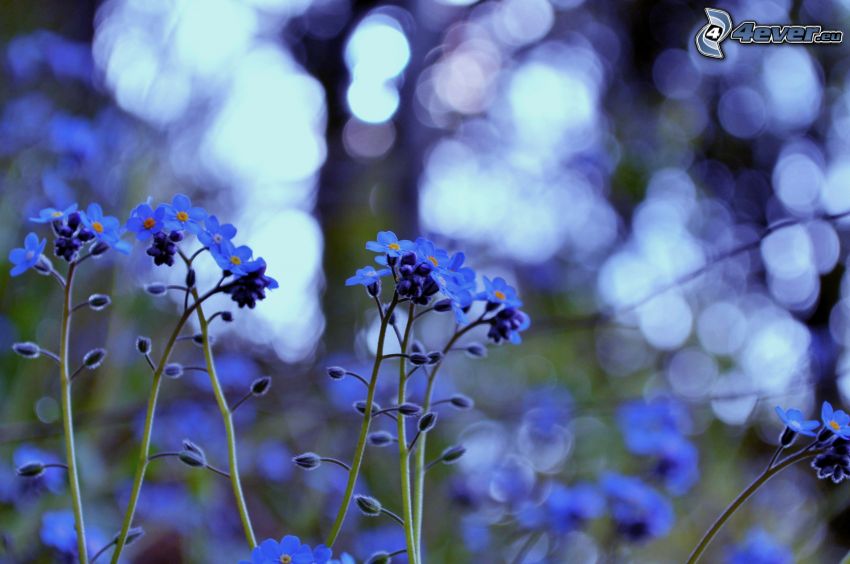 nomeolvides, flores de color azul