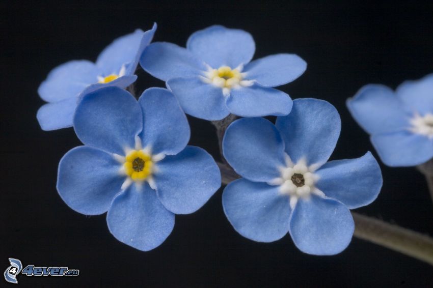 nomeolvides, flores de color azul