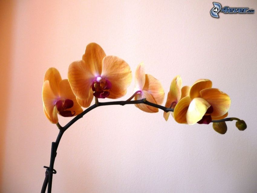 Orquídea, flores de color naranja