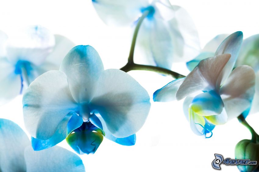 orquídeas, flores de color azul