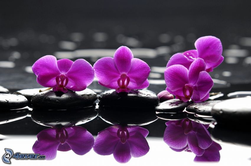 orquídeas, piedras, agua, reflejo
