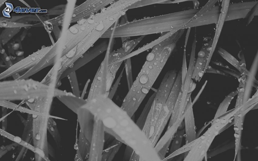 paja de hierba, gotas de agua, blanco y negro