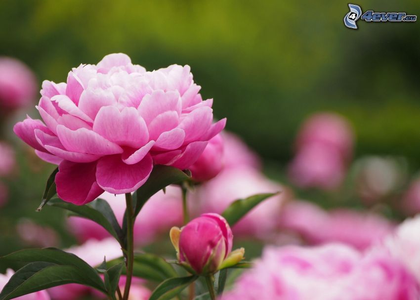 peonía, flores de color rosa