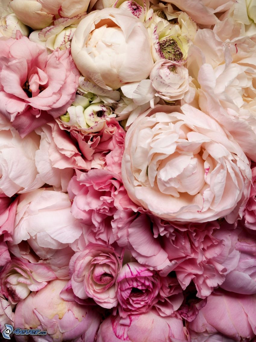 peonía, flores de color rosa