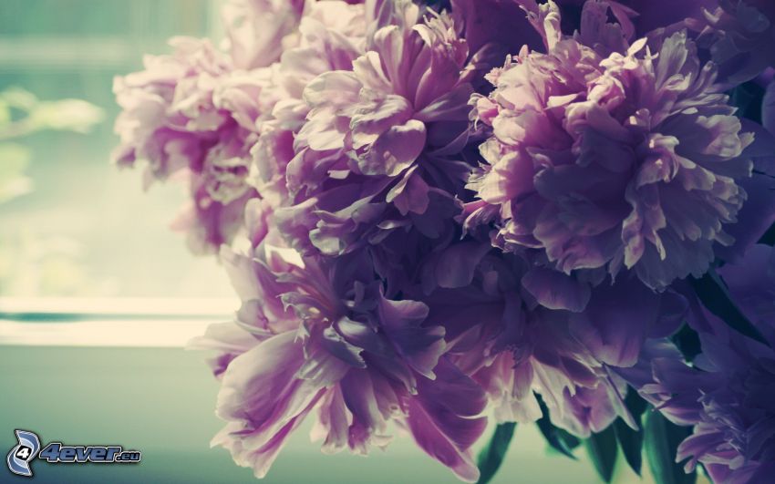 peonía, flores de coolor violeta