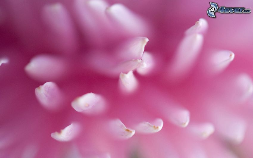 pétalos, flores de color rosa