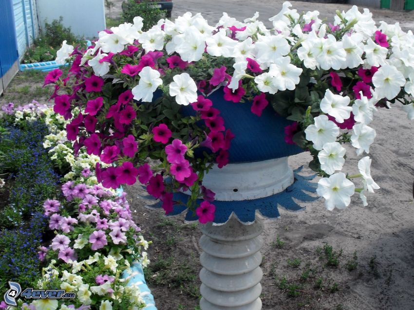 petunia, tiesto, flores blancas, flores de coolor violeta