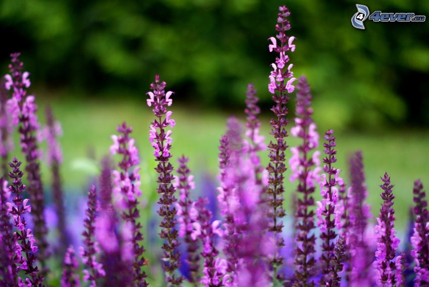 plantas de color púrpura