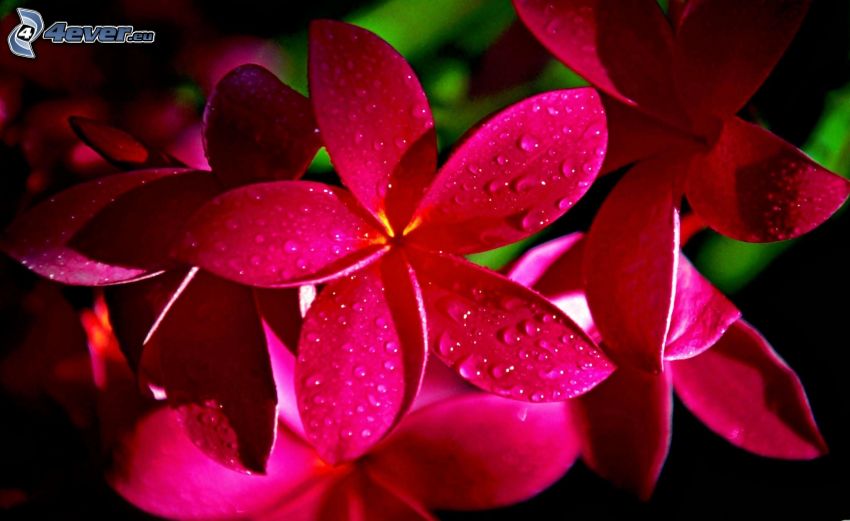plumeria, flores de color rosa, gotas de agua