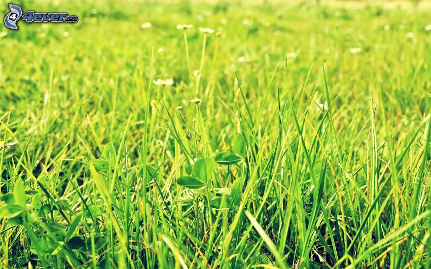 prado verde, hierba, flores blancas