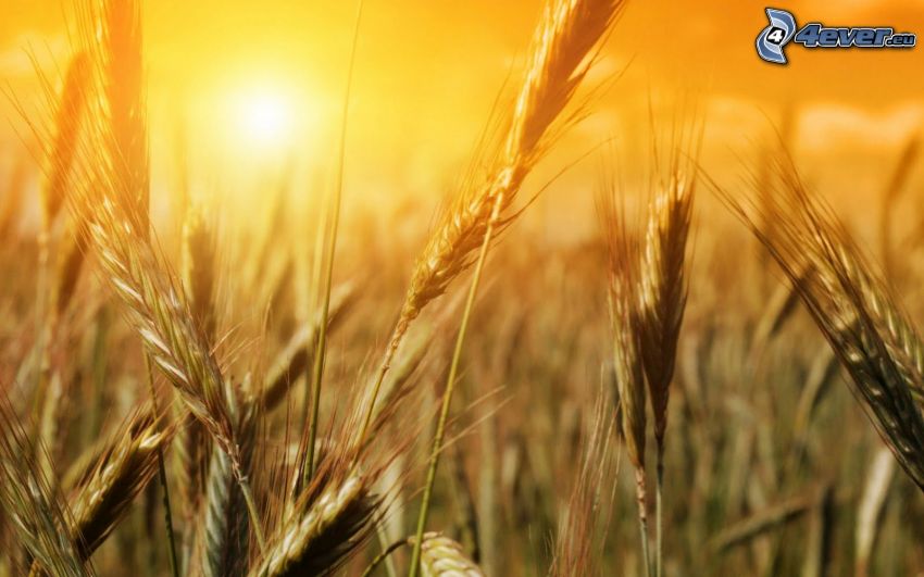 puesta de sol sobre el campo de grano, campo de trigo