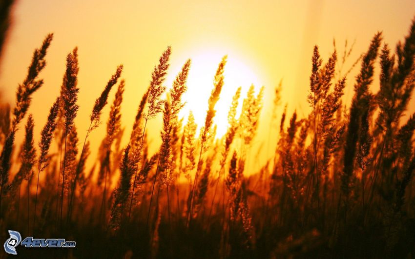 puesta de sol sobre el campo de grano