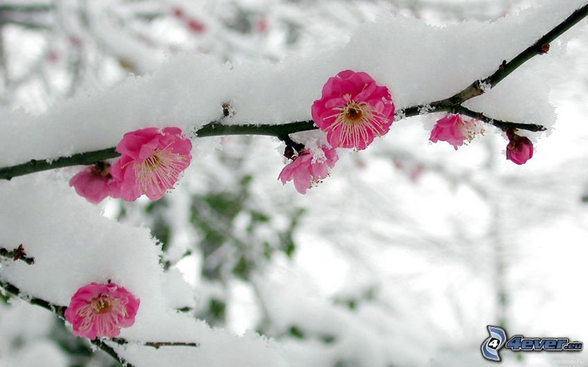 rama de nieve, flores de color rosa