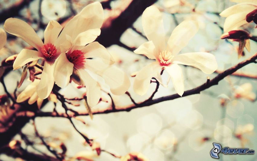 rama en flor, flores blancas