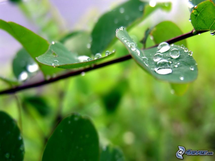 ramita, hojas verdes, gotas de lluvia