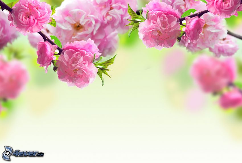 ramita en flor, flores de color rosa