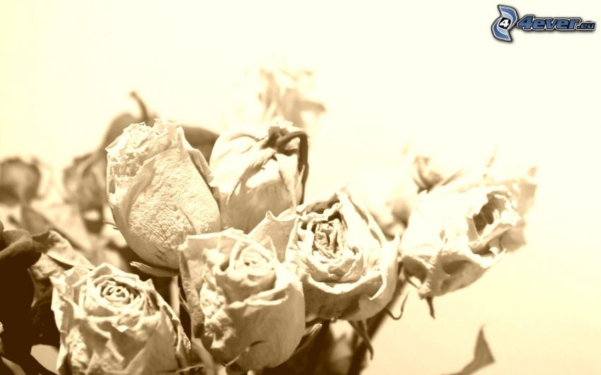 ramo de rosas, flores secas, sepia