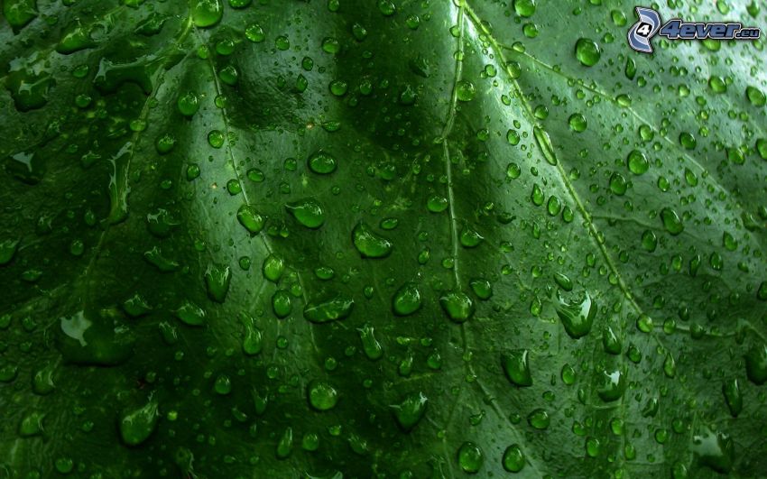 rocío en una hoja, gotas de agua