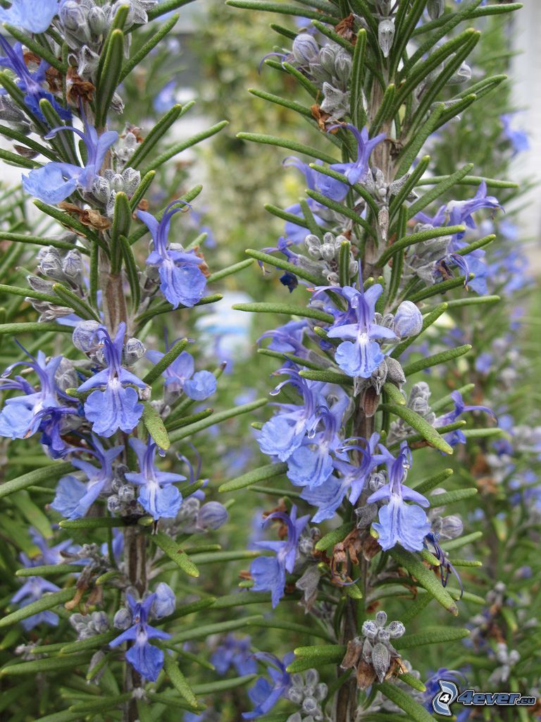 romero, flores de color azul