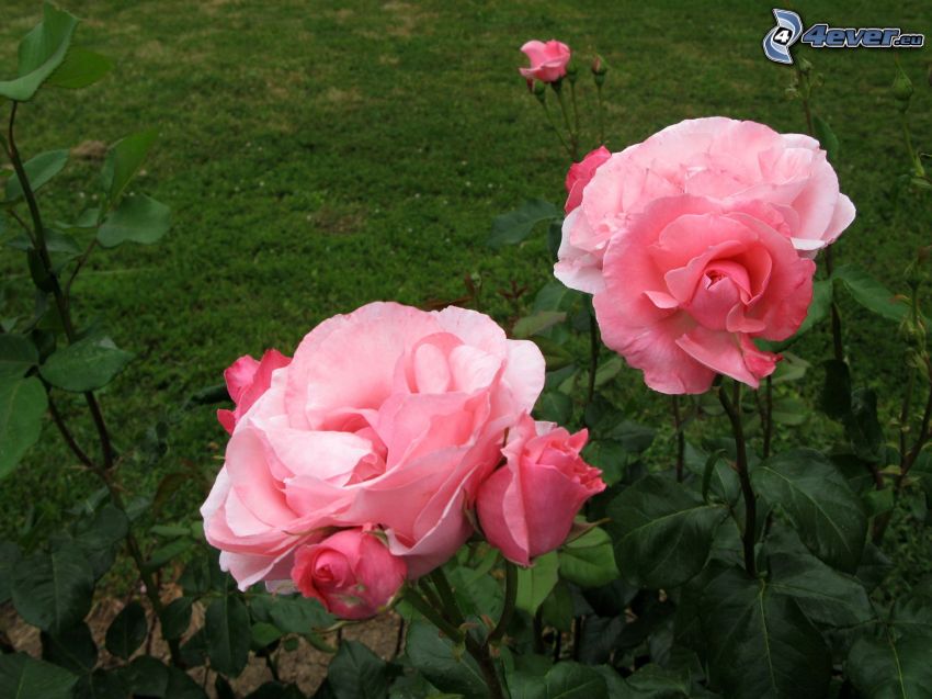 rosa, jardín, naturaleza