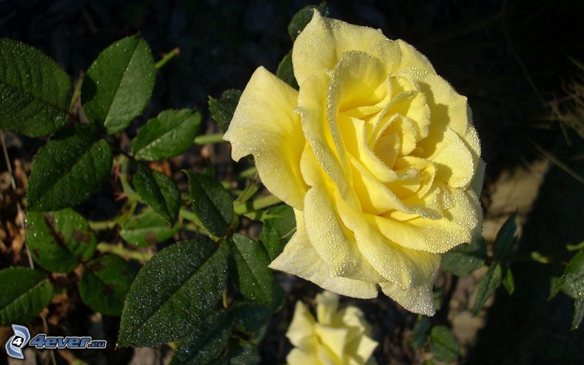 rosa amarilla, rocío en la flor