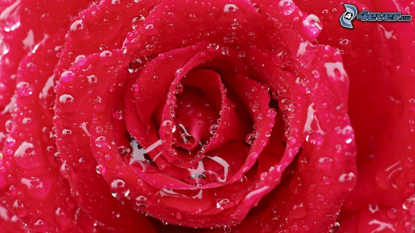 rosa en rocío, rosa roja
